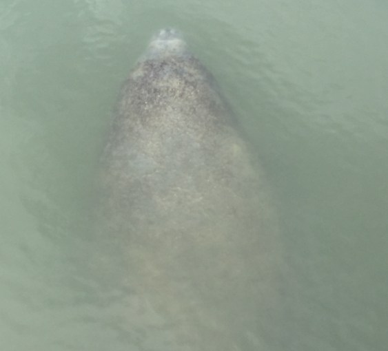 A_ manatee