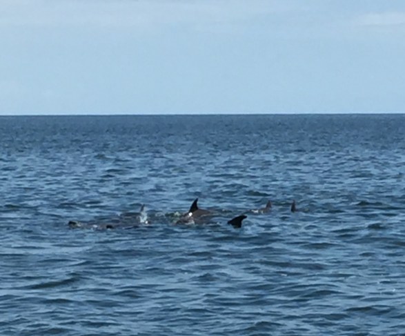 dolphins