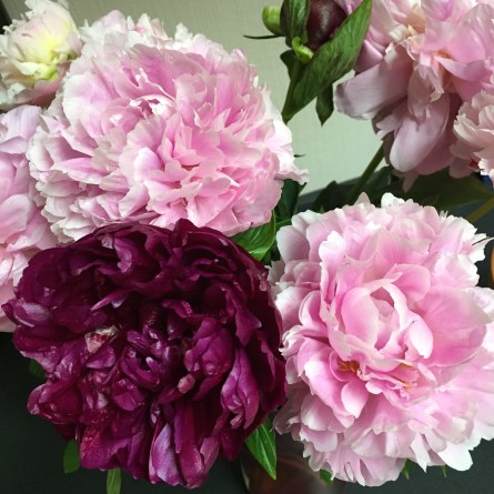 peonies