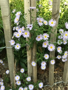 flowers aster