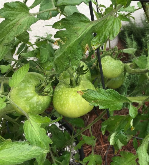 tomatoes 2
