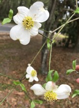 dogwood flower