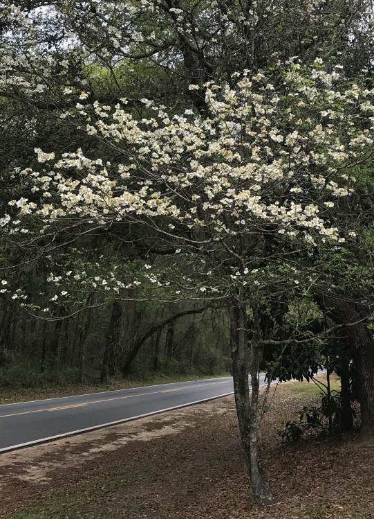 dogwood tree