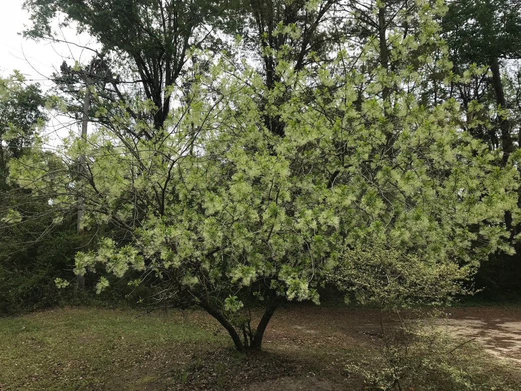 fringe tree