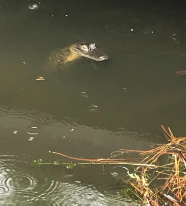 96FF618B-D5D7-47B4-B50F-06B6AE7A861A