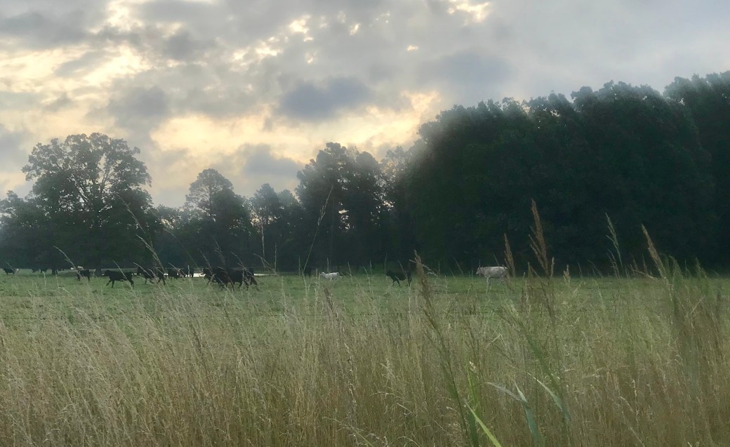 7FE479C8-29C1-4F3B-BF4F-FB3BD51642BA