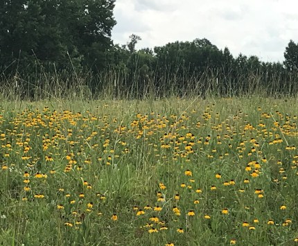 BB48A50C-3387-44FE-B1AF-FB307A92C32F