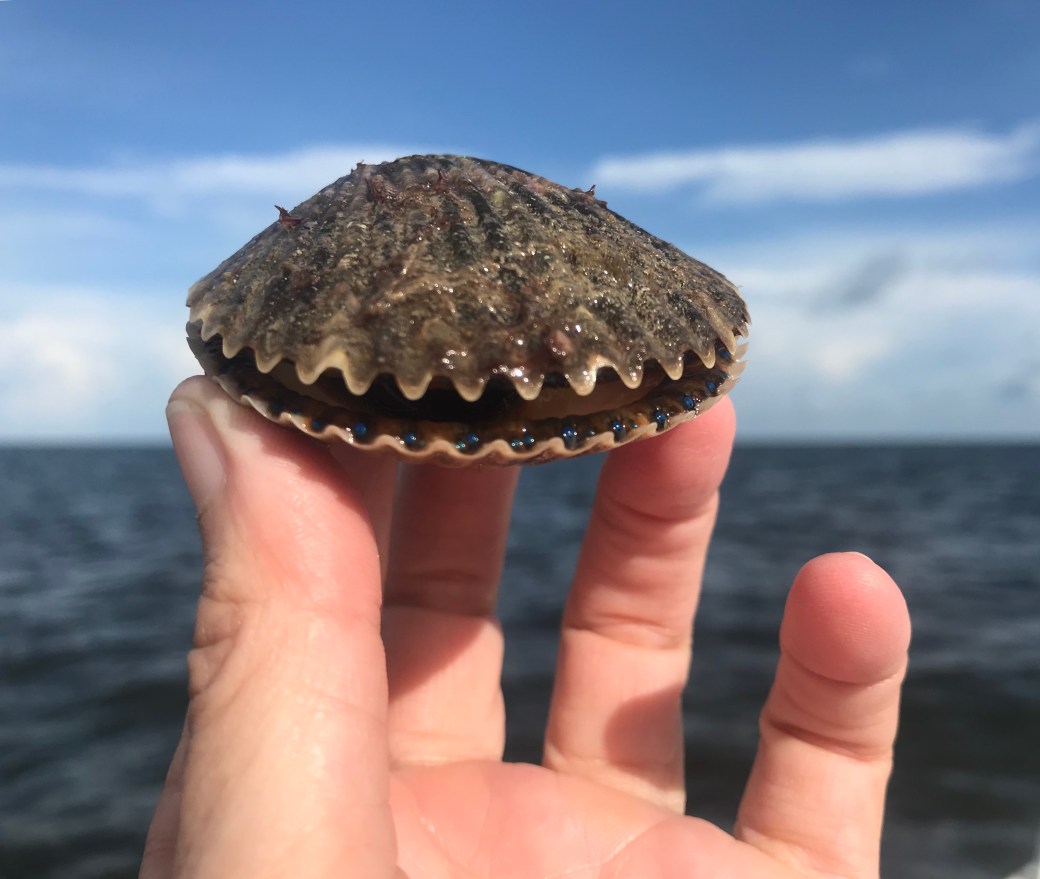 BC0C88C3-4E6B-48B1-81C0-971DCAD3F674