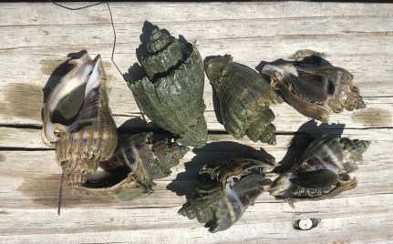 E393A12A-C7AB-4209-9BFE-2F58DA7BF625