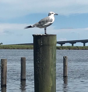 DEF17D1F-F737-49F8-8DEB-242C2383F312