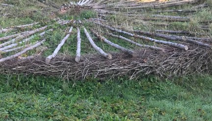 8AD950F0-AA1F-42CE-AD59-4DD7828E1C4A