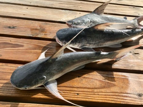 60F84100-328D-47B9-923B-67E82571EC42