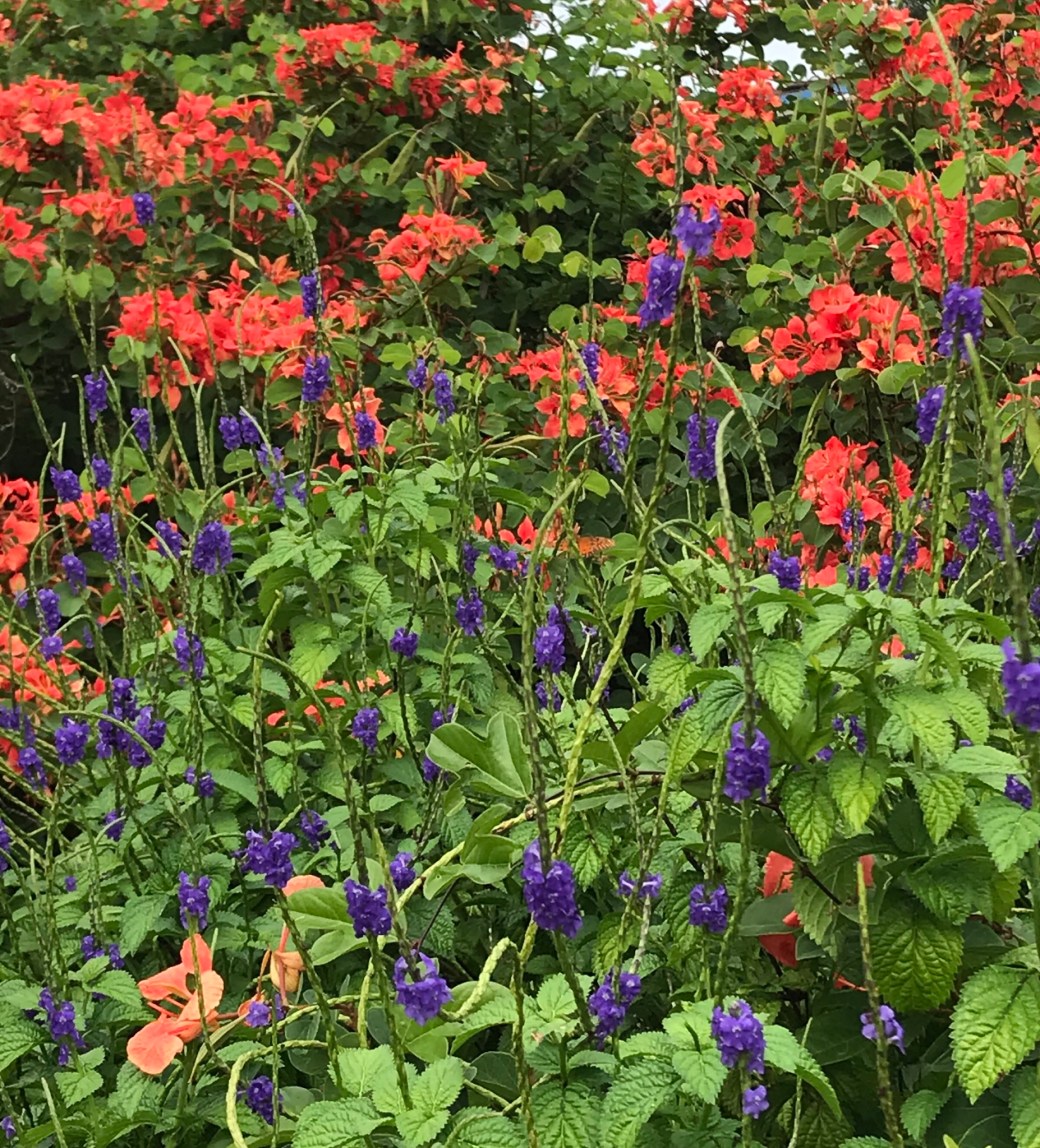 18B9E2DE-3EA5-4BF1-9320-2CED865EEB75