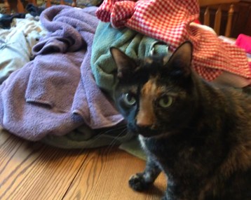 F2DBE41A-40CF-4EEF-AE02-DB76C9BB429B