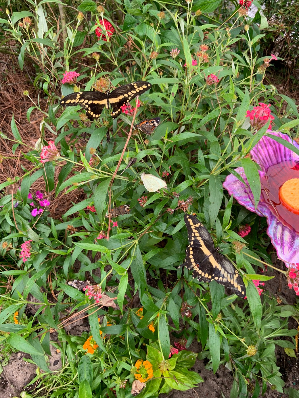 61DEA8B6-0081-421D-B766-7DA54089DC50