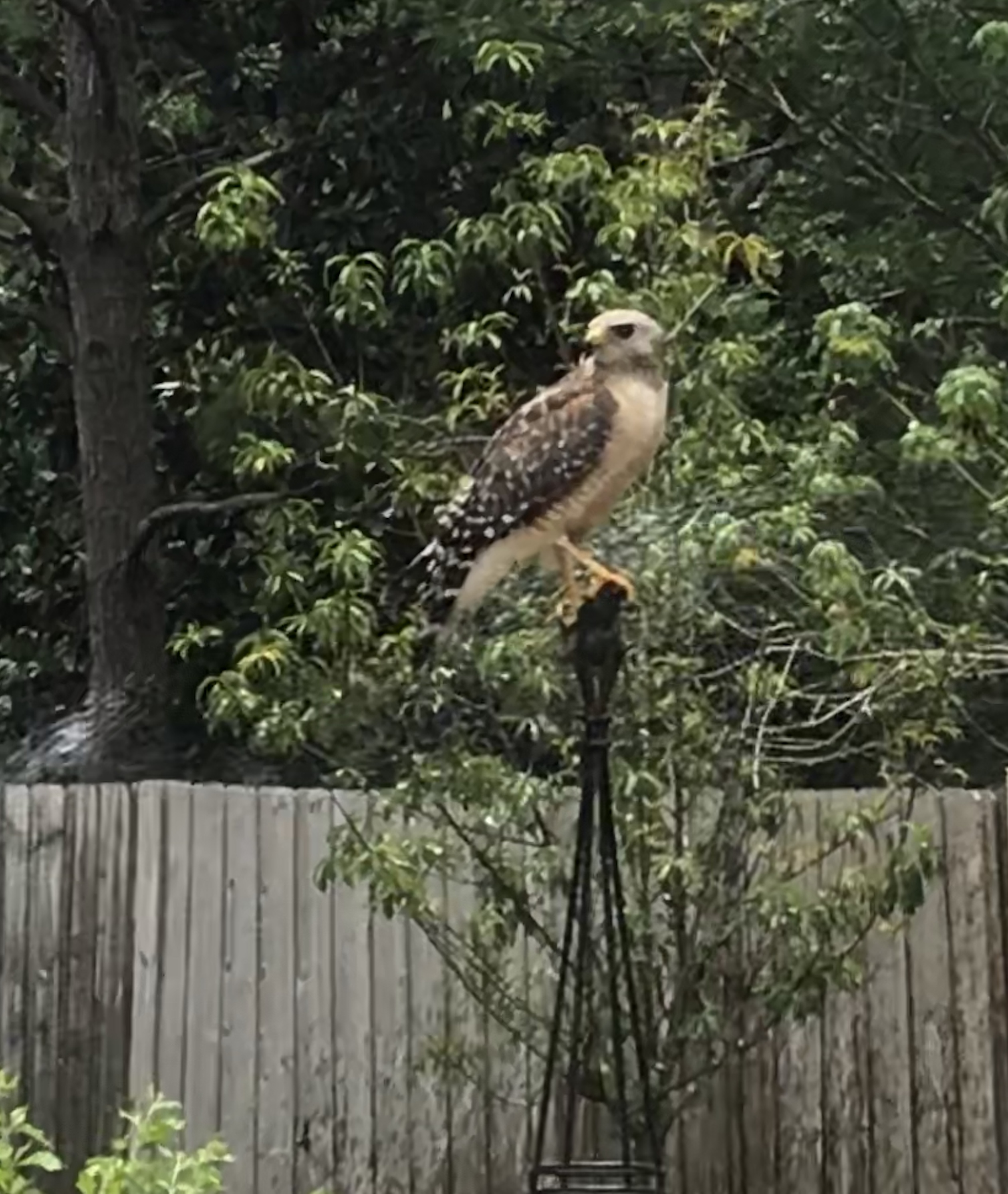 8787B8F4-9FA3-41AD-8FE2-98FD4A6CD912