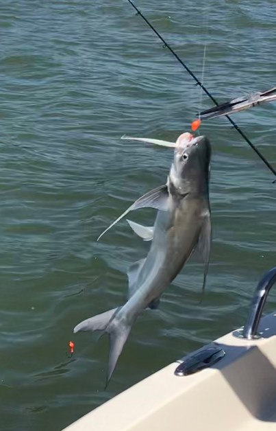 92DBA831-0884-4B1C-AC40-509FC9FD73A1