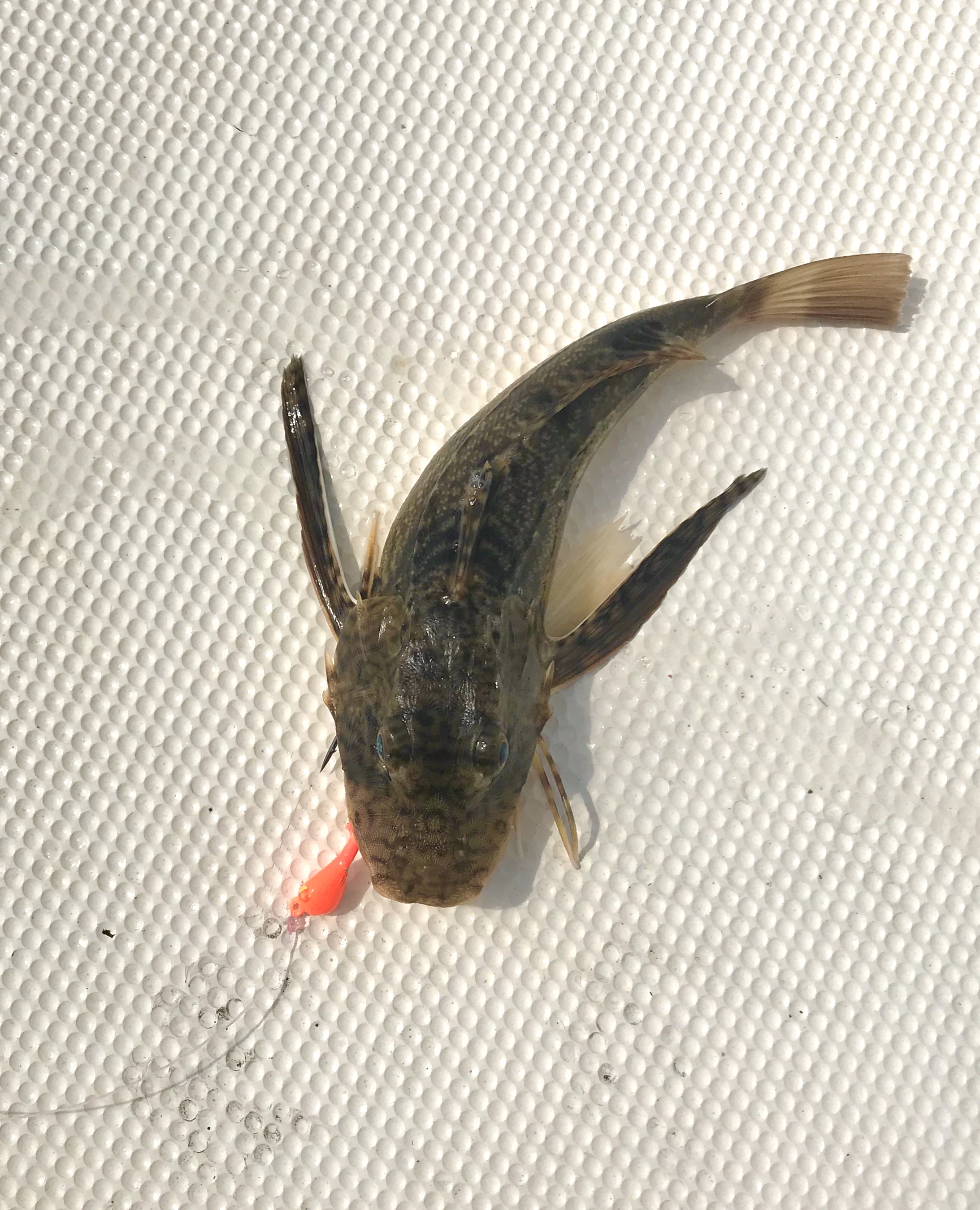 CC6987C5-C496-46BA-B259-4301F6BD340F